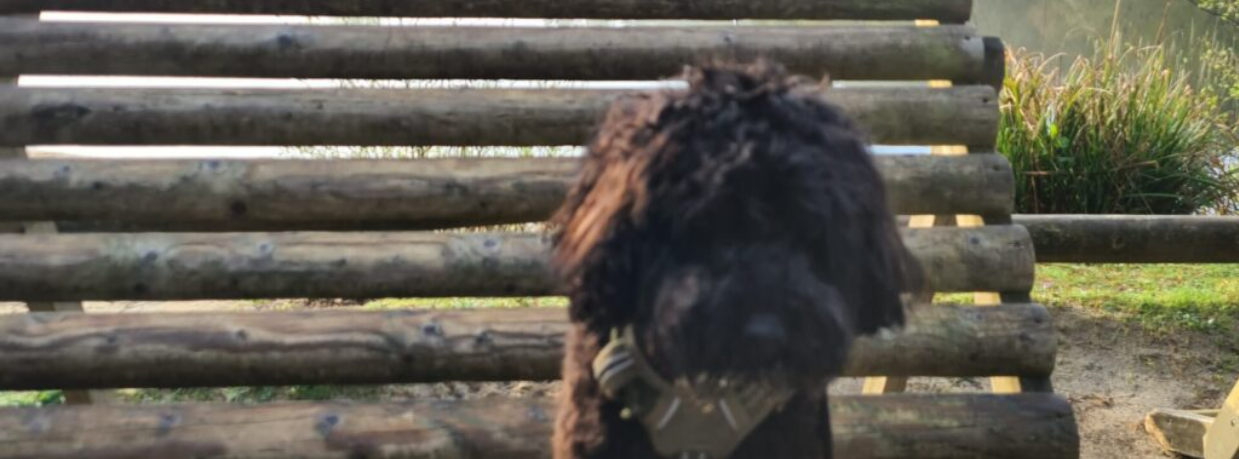 Dog friendly lodge holidays and Center Parcs dog rules