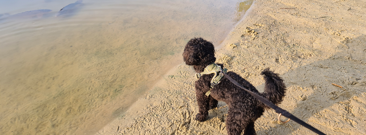 Can You Take Dogs to Centre Parcs?