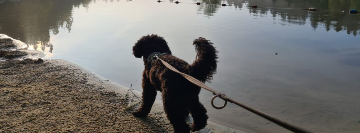 dog at longleat centre parcs