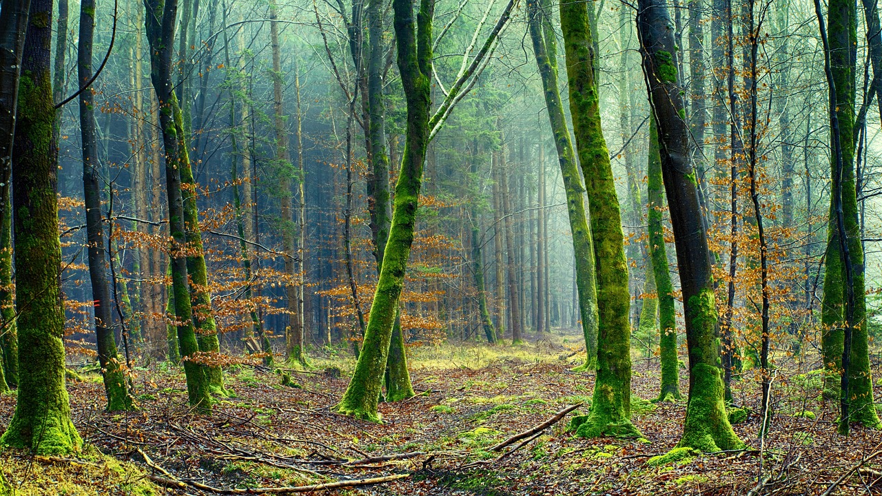 buy a cabin in the woods